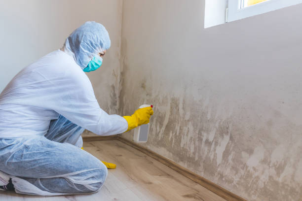 Licensed Mold Removal service in Zebulon, NC - WQB Mold Removal